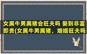 女属牛男属猪会旺夫吗 娶到非富即贵(女属牛男属猪，婚姻旺夫吗？富贵相伴，俩人缘好？！)